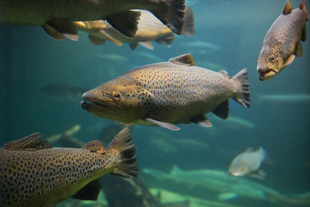 enfermedades en los peces