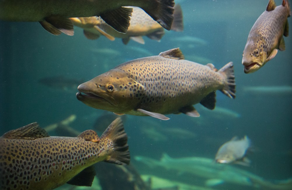 enfermedades en los peces