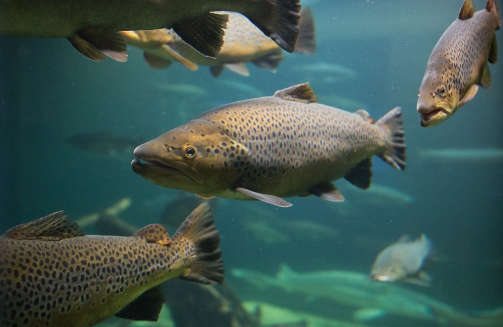 enfermedades en los peces