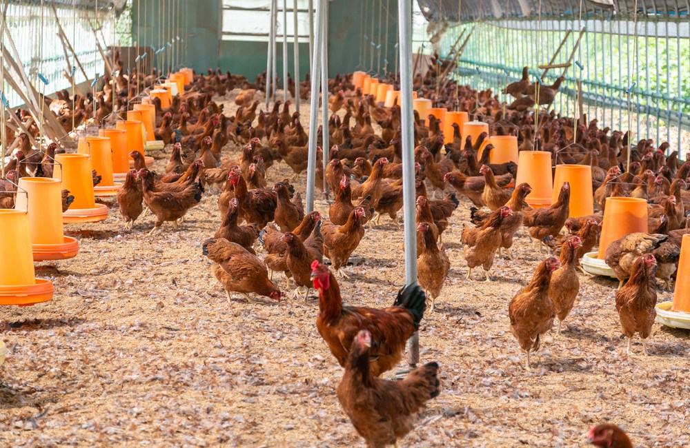 vacunas para gallinas ponedoras