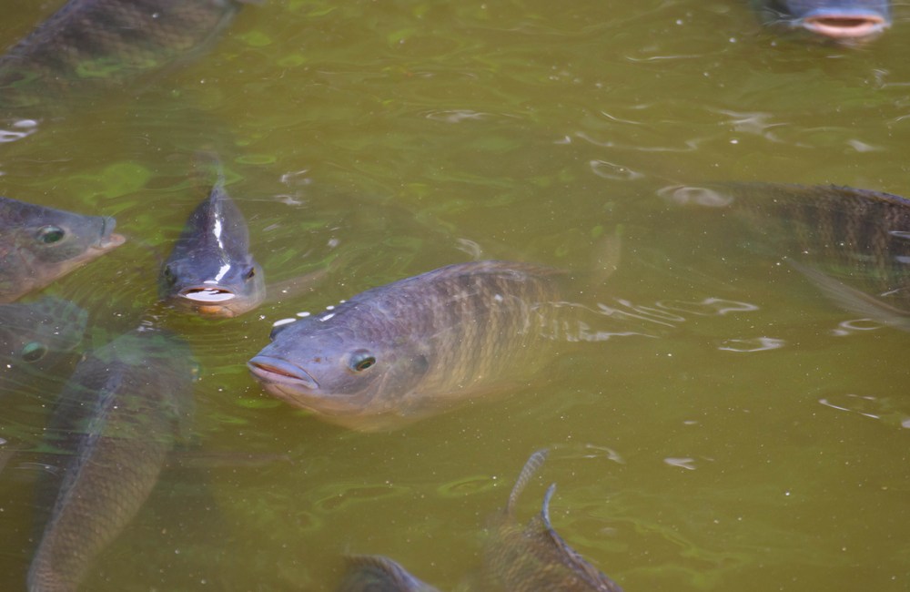 enfermedades comunes en peces