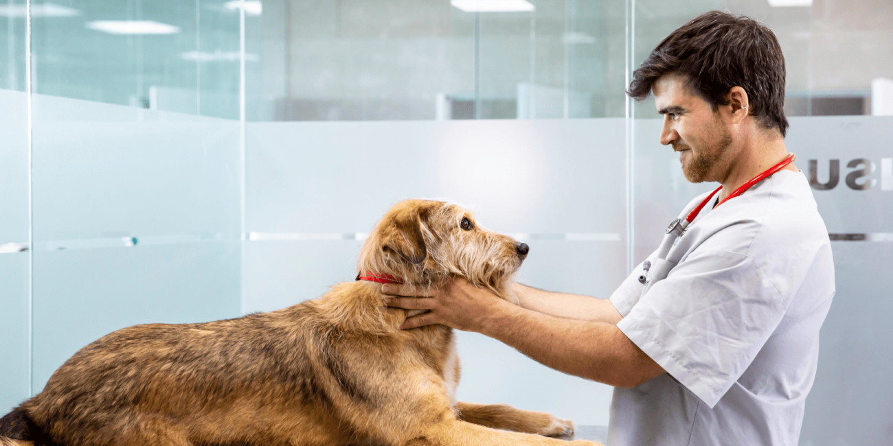 Diabetes en perros