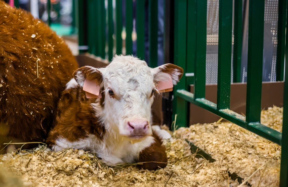 importancia de la vacunación en bovinos