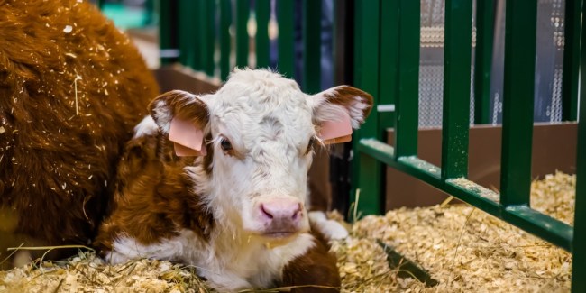 importancia de la vacunación en bovinos