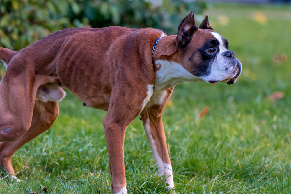 leishmaniasis en perros que es