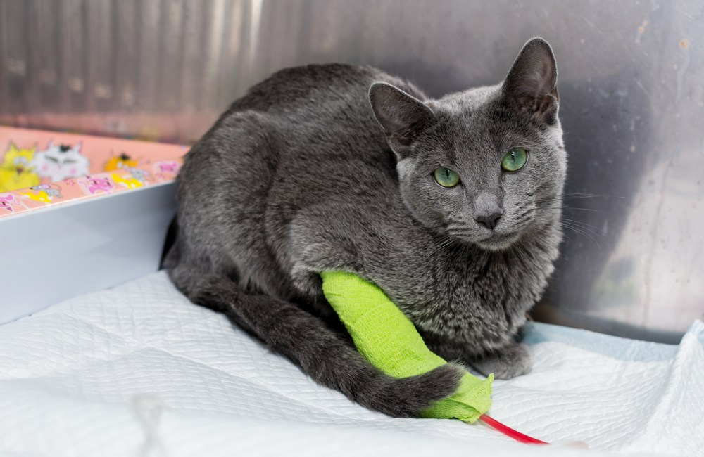 leucemia en gatos síntomas