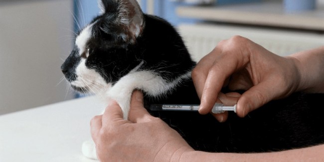 tratamiento de la diabetes en mascotas