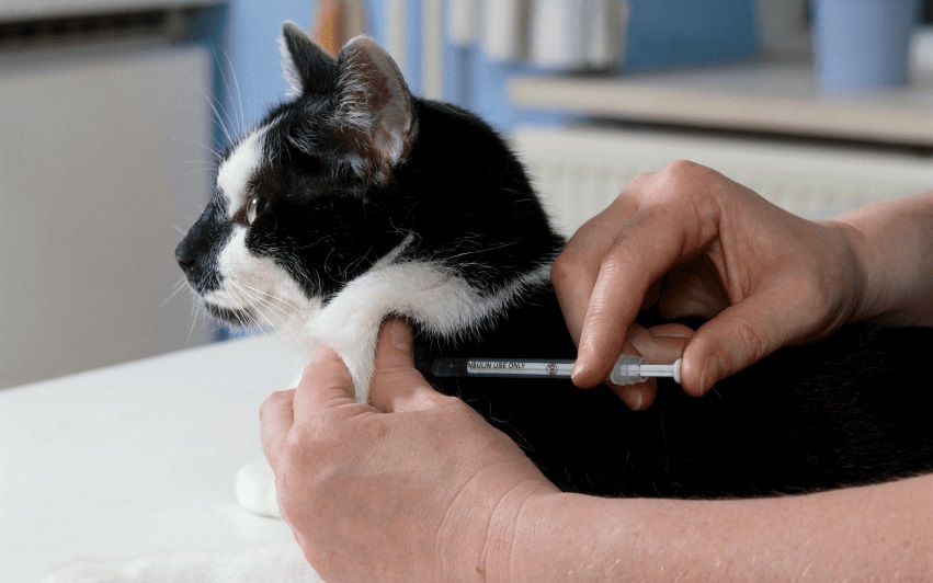 tratamiento de la diabetes en mascotas