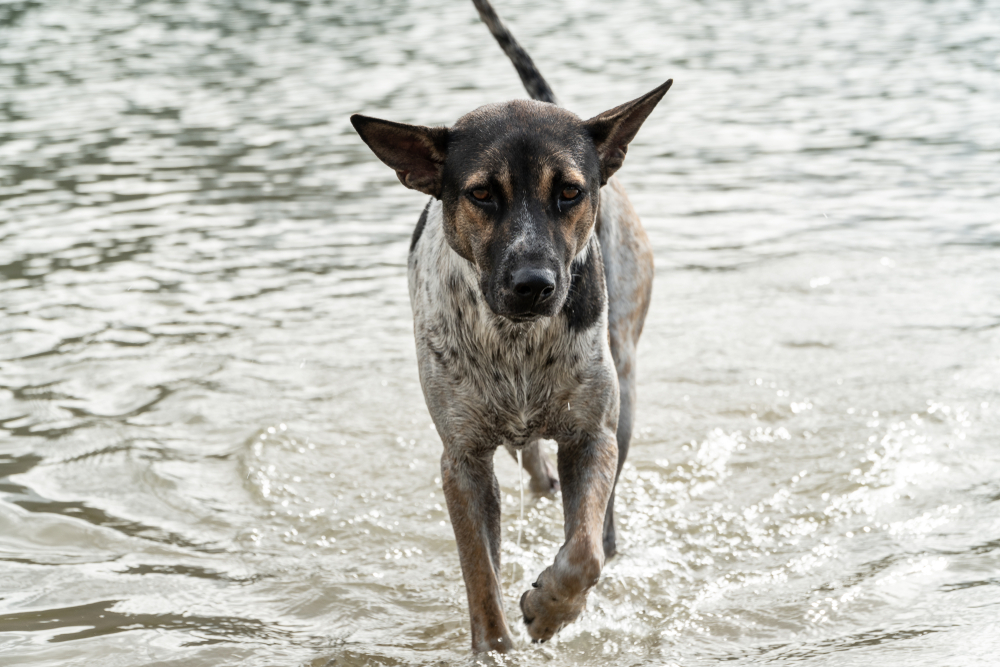 leptospirosis canina