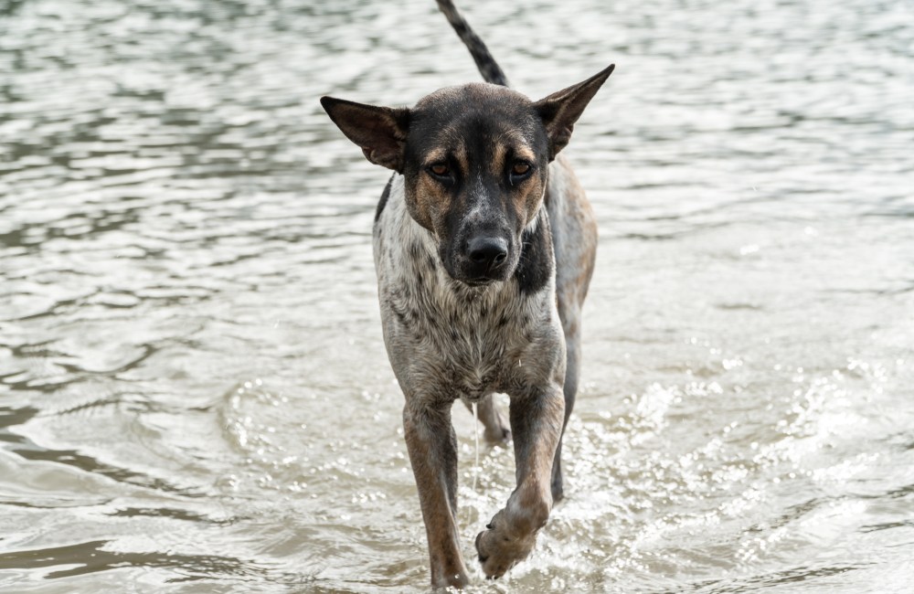 leptospirosis canina