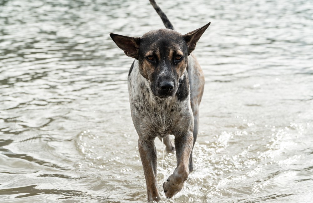 leptospirosis canina