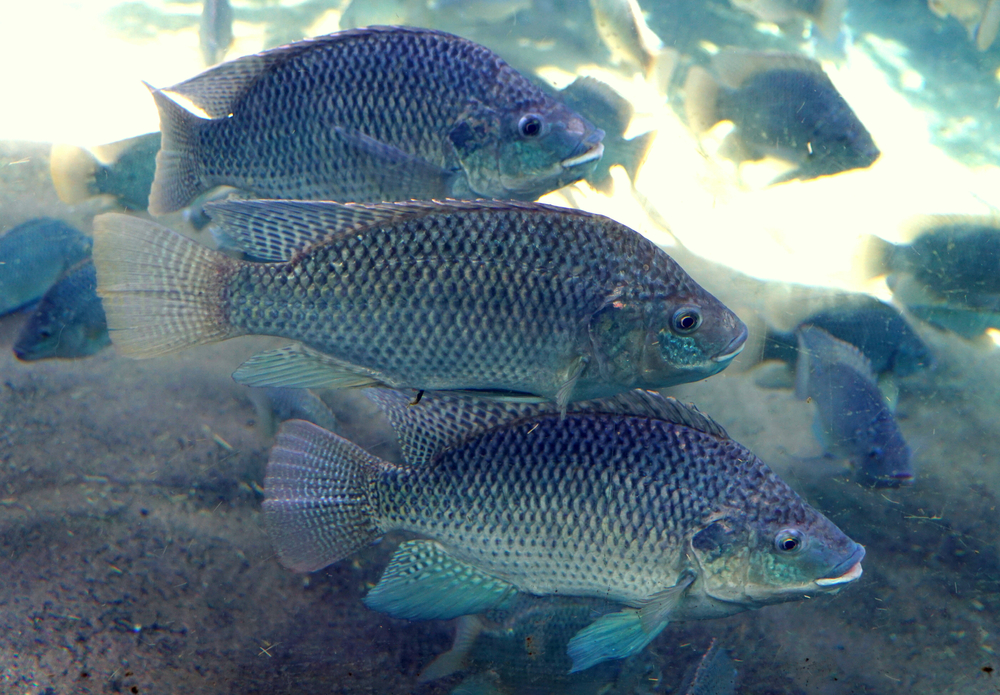 cultivo de tilapia