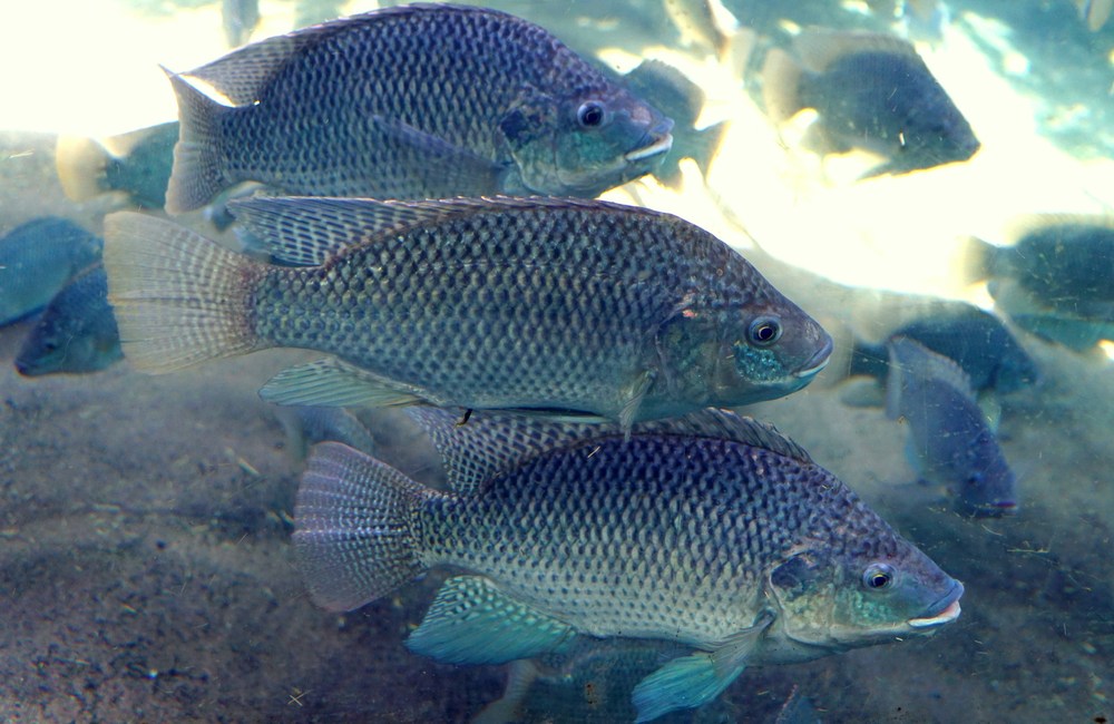 cultivo de tilapia