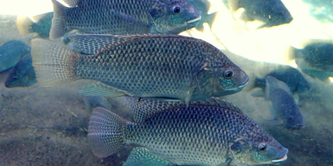 cultivo de tilapia