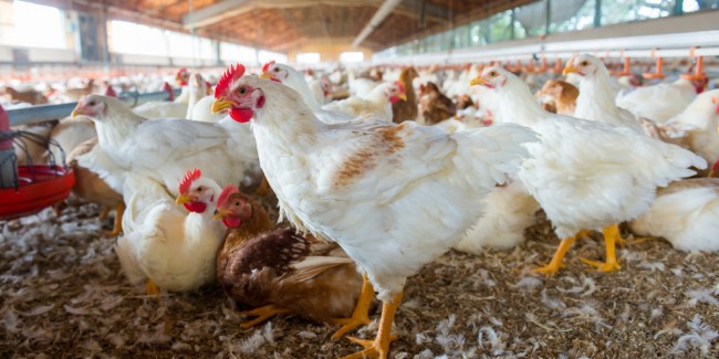 Salmonella en aves