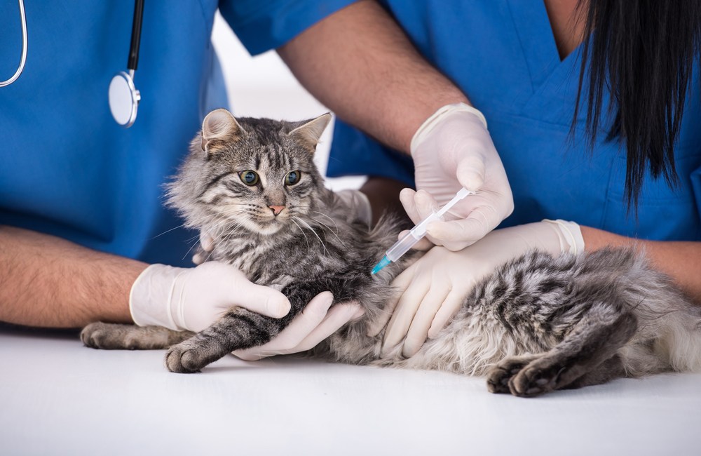 rinotraqueítis felina