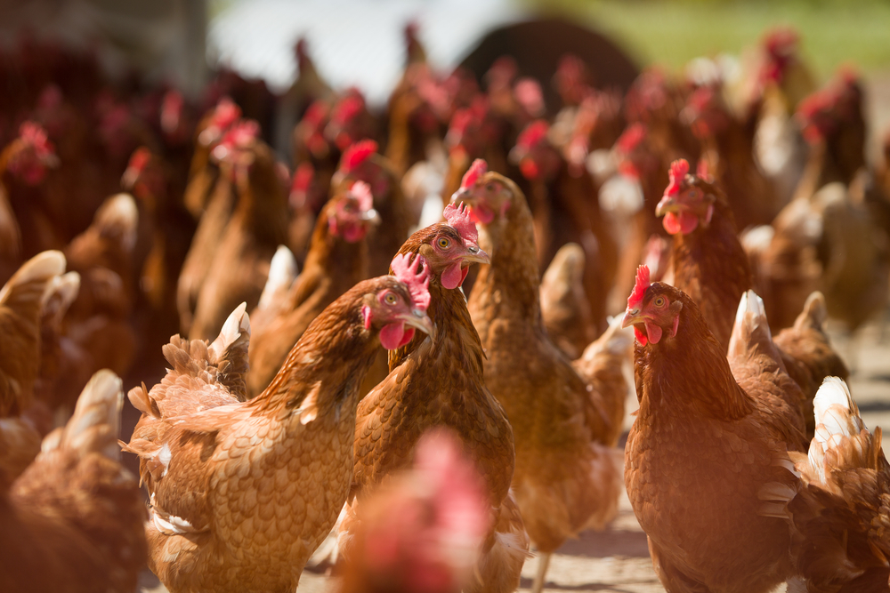 vacunas para gallinas