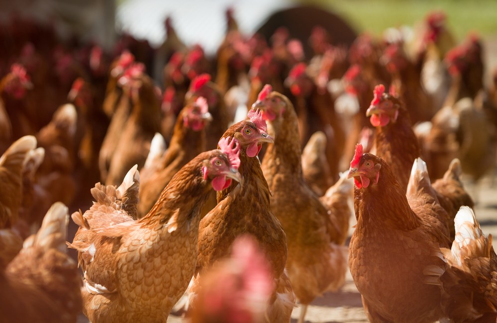 vacunas para gallinas