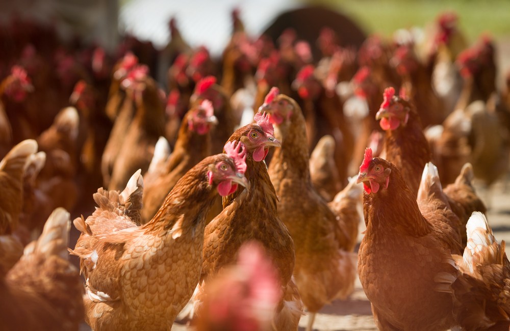 vacunas para gallinas