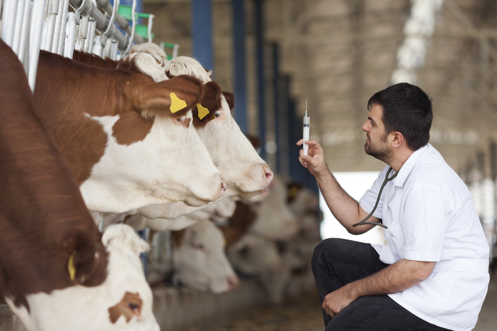 Protocolo de vacunación en bovinos