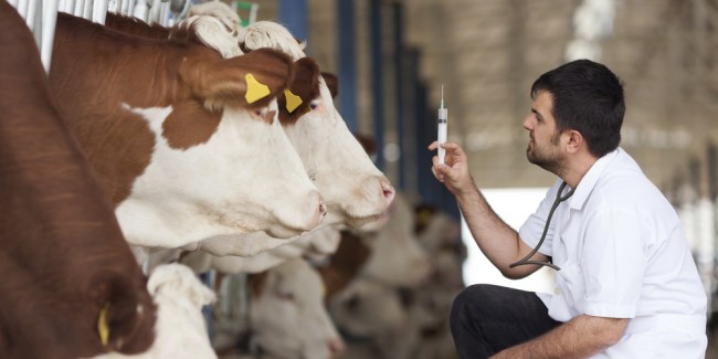 Protocolo de vacunación en bovinos