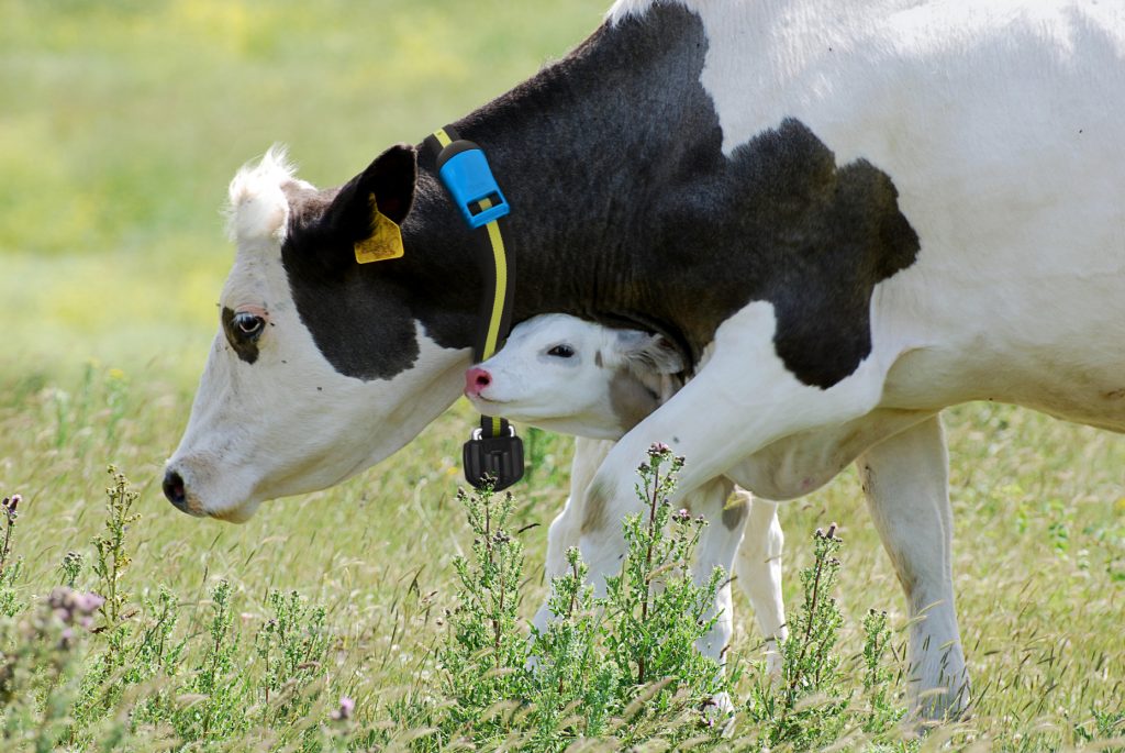 sistema de monitoreo de reproducción bovina