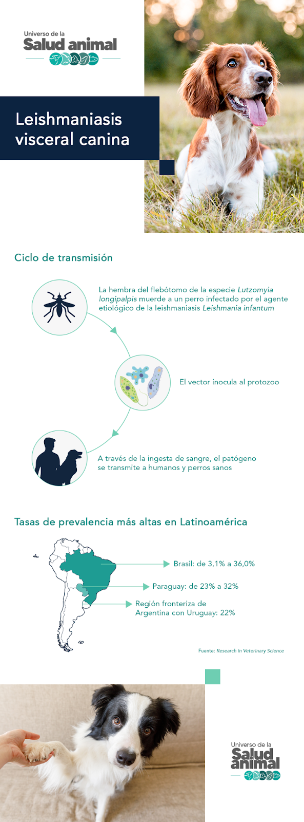 Leishmaniasis en perros