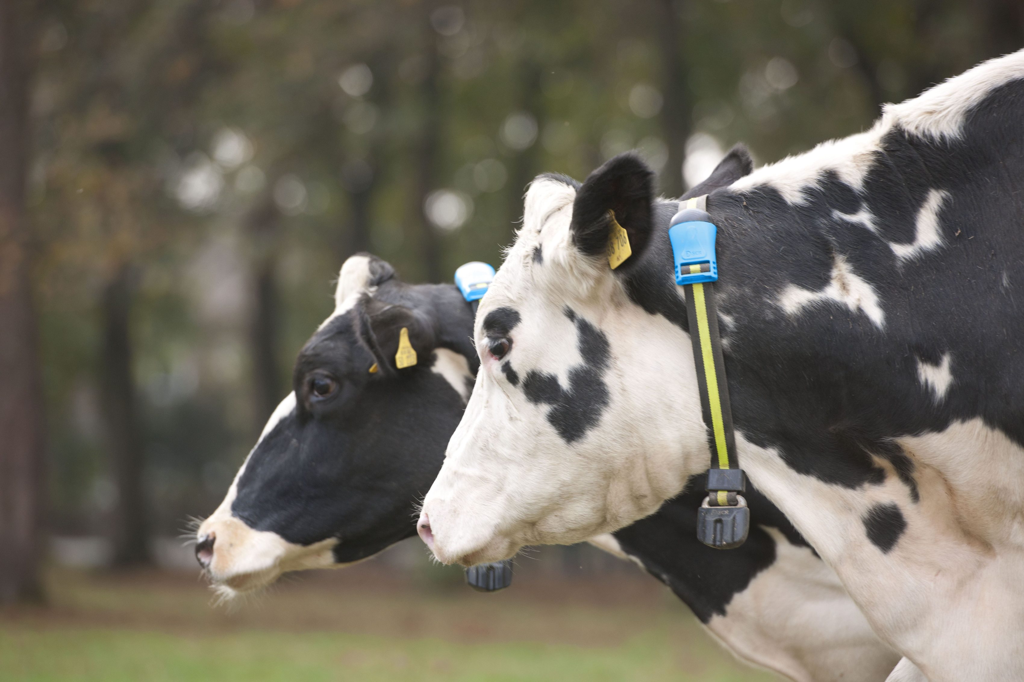 Pueden las antenas 4G afectar la salud y productividad de sus bovinos?