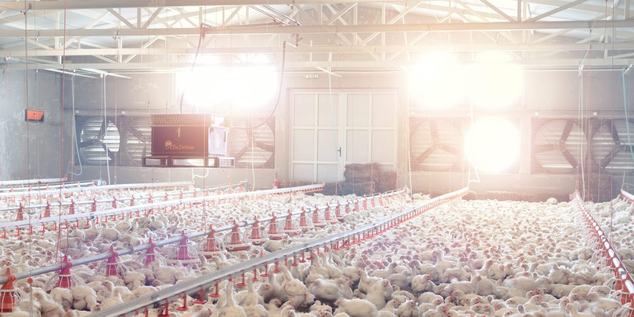 Granja de pollos con ventilación