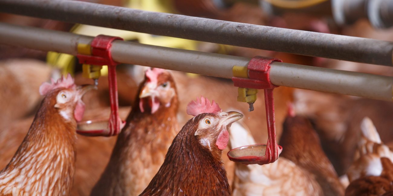 Pollo en la granja refrescándose en una fuente de agua automática