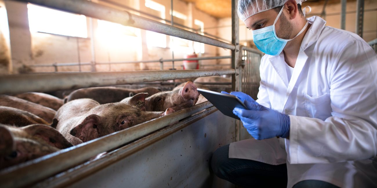 Veterinarian at pig farm checking health status of pigs