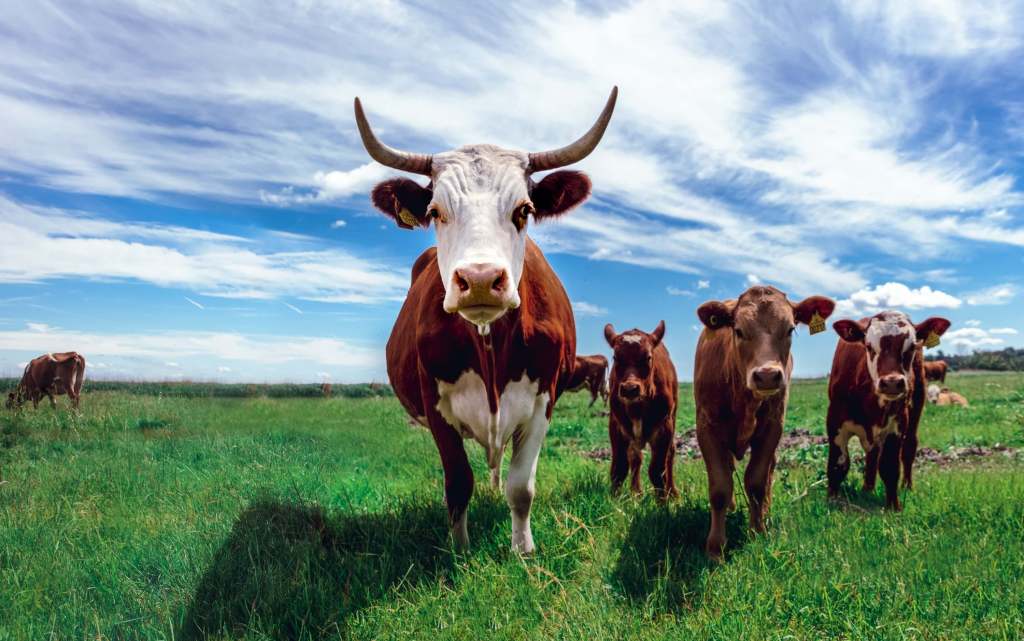 Indicadores de salud bovina