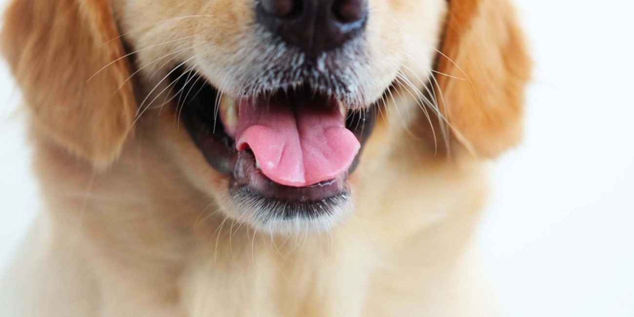 Leishmaniasis visceral canina: puntos clave para su prevención