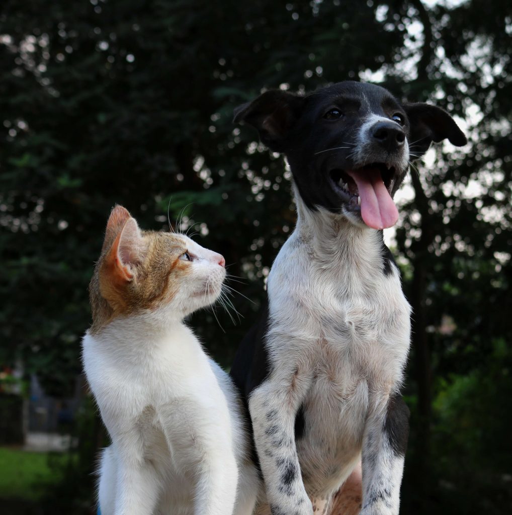 Diabetes en perros y gatos