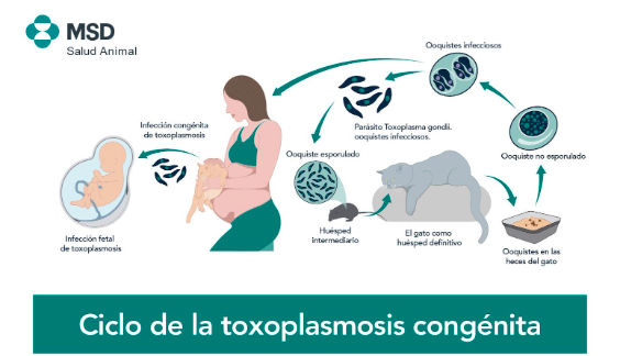 toxoplasmosis en el embarazo