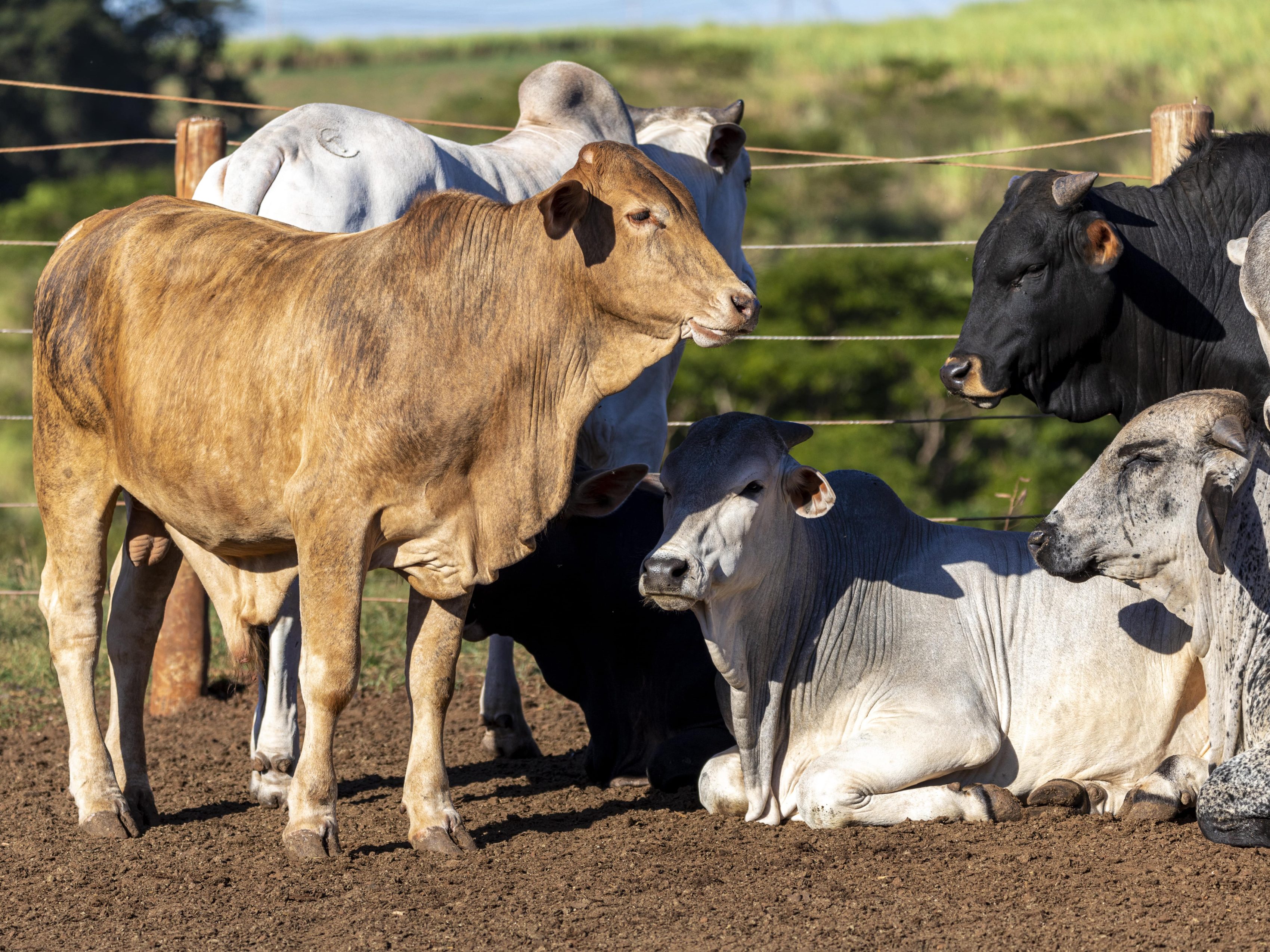 Grupo de vacas en establo