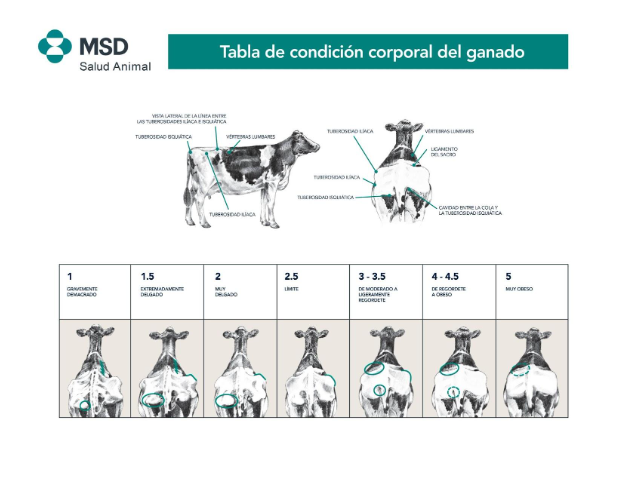 Evaluación visual del ganado