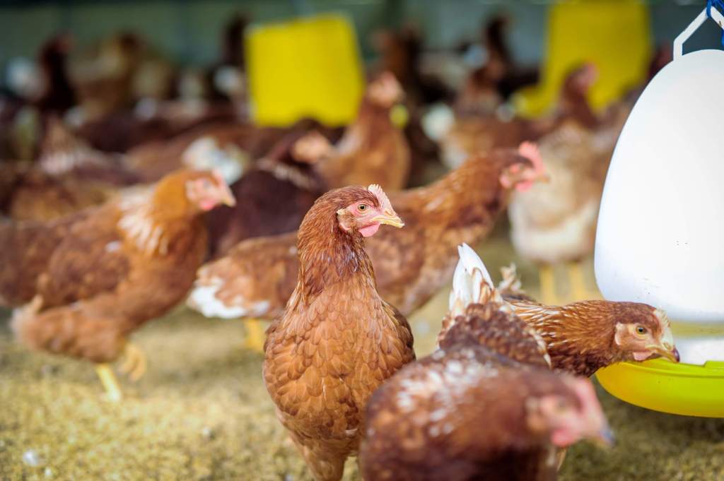 Pollos de granja comiendo en comedero automatizado
