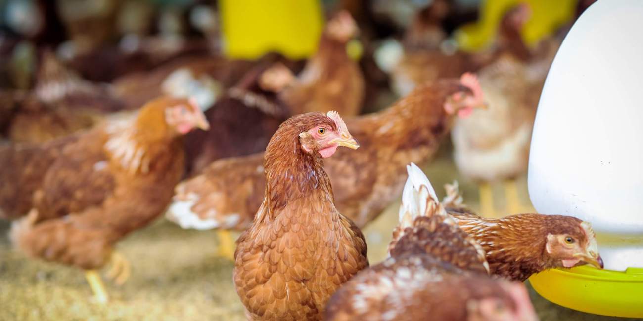 Pollos de granja comiendo en comedero automatizado