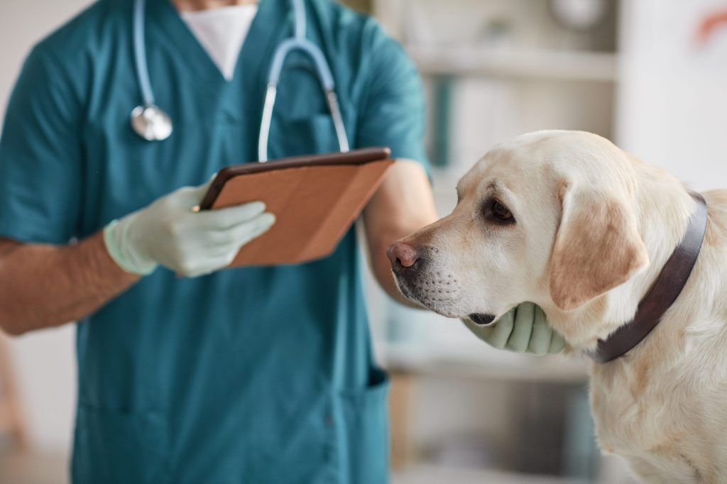 Retrato del veterinario examinando al perro labrador blanco