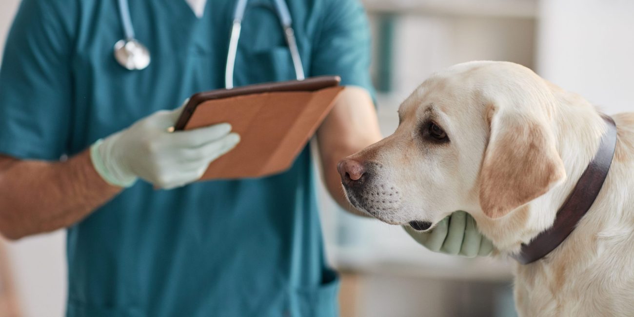 Retrato del veterinario examinando al perro labrador blanco