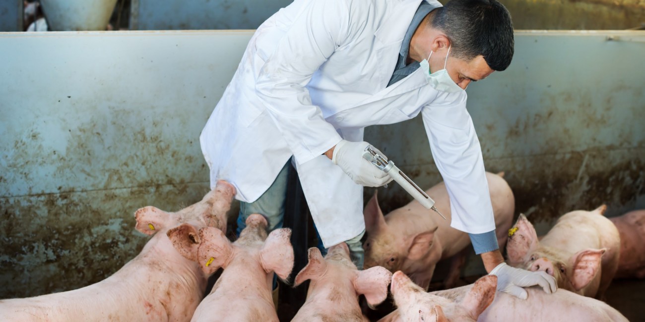 veterinario masculino con bata blanca y máscara facial con jeringa y vial en una pocilga
