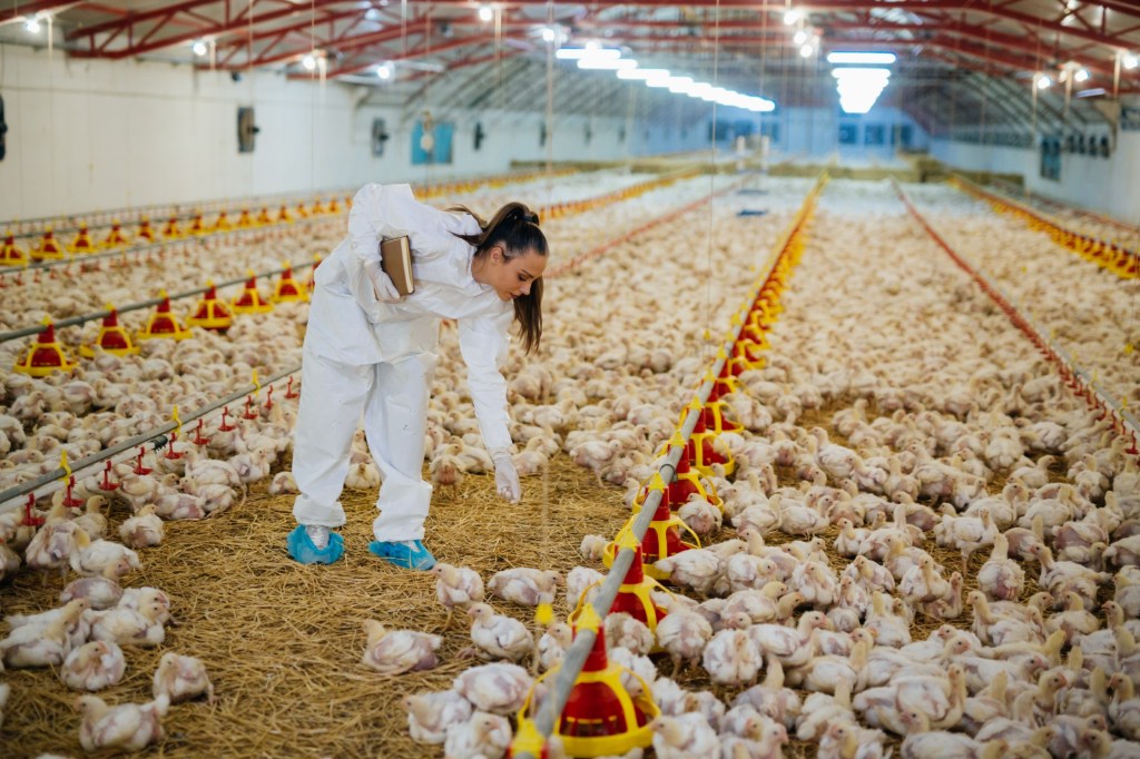 Aves de corral