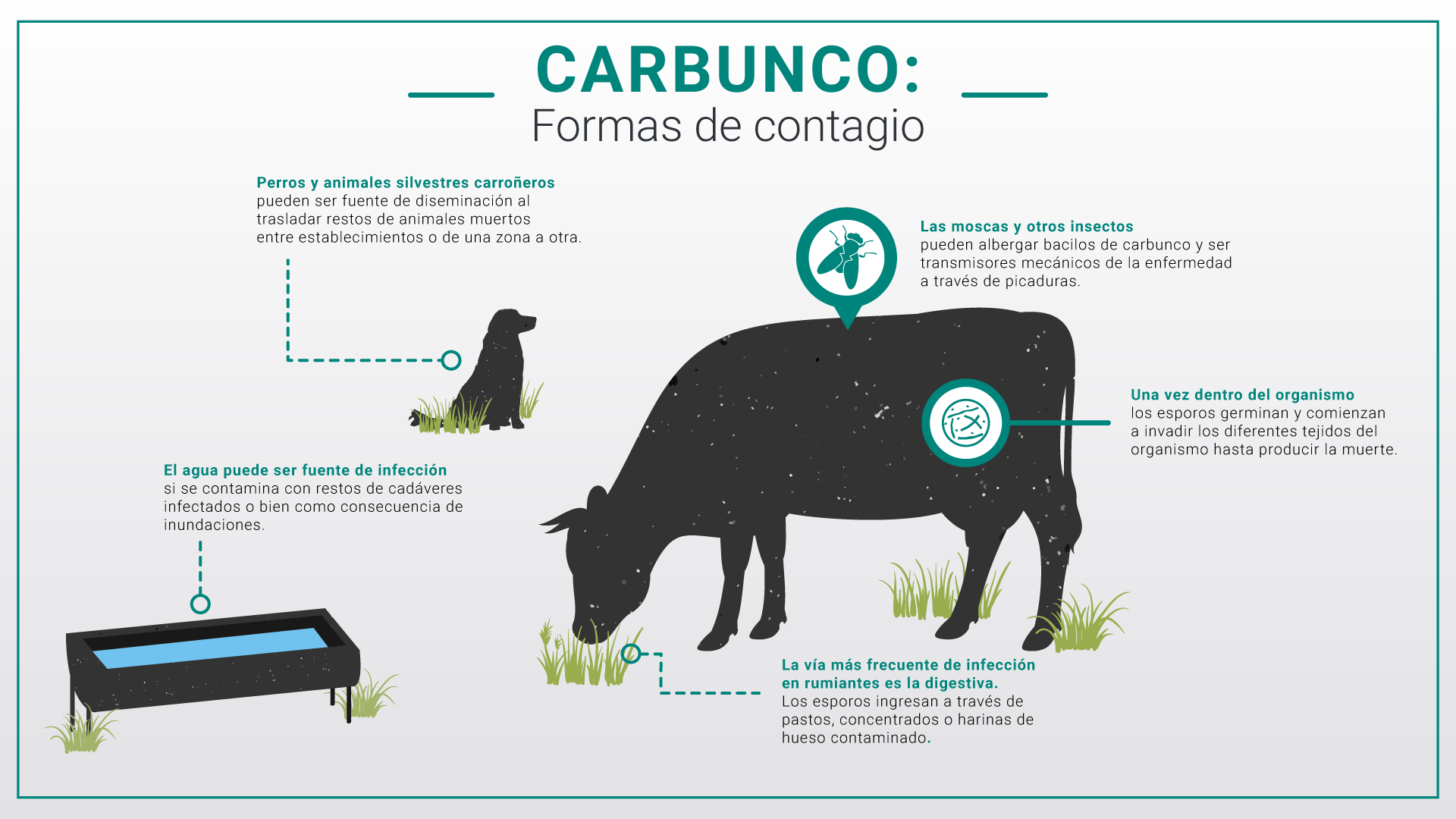 Síntomas y manejo del carbunco bovino