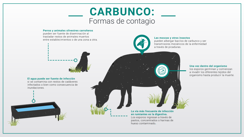 Carbunco en vacas