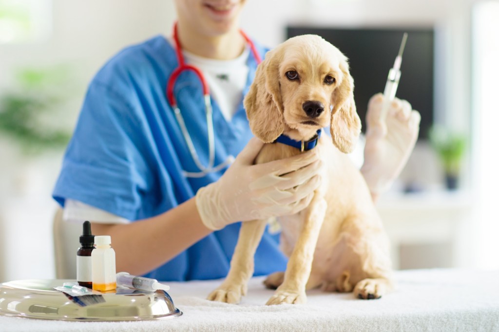 Vacunación en cachorros