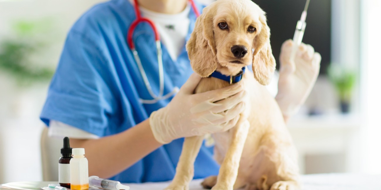Vacunación en cachorros