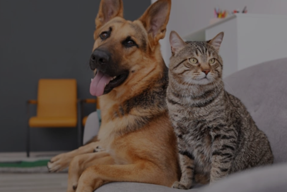 bienestar animal veterinaria