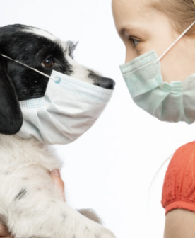 bienestar animal veterinaria