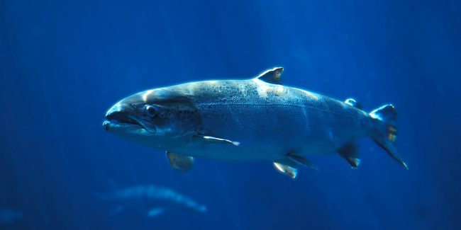 La amebiasis branquial del salmón